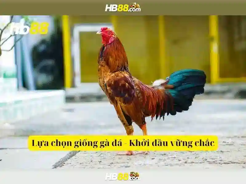 Điều Khoản App HB88